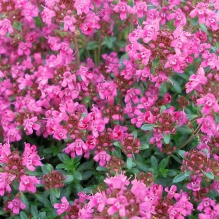 Thyme Red Natural Blend Essential Oil 2